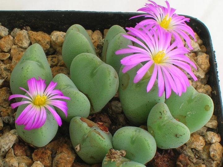 Conophytum Flower Seeds for Planting, Fresh, 100