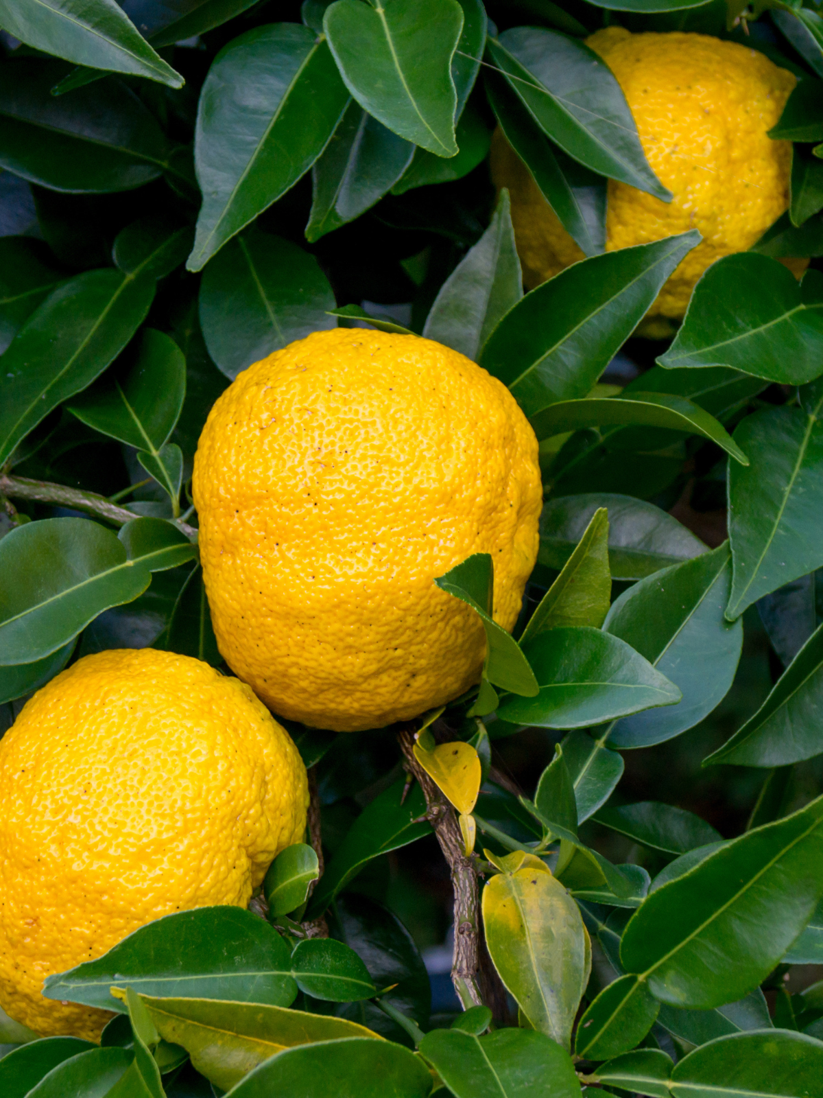 Yuzu Seeds (Citrus junos / Common Name: Yuzu)