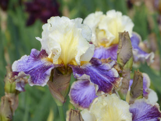 Coos Bay Tall Bearded Iris