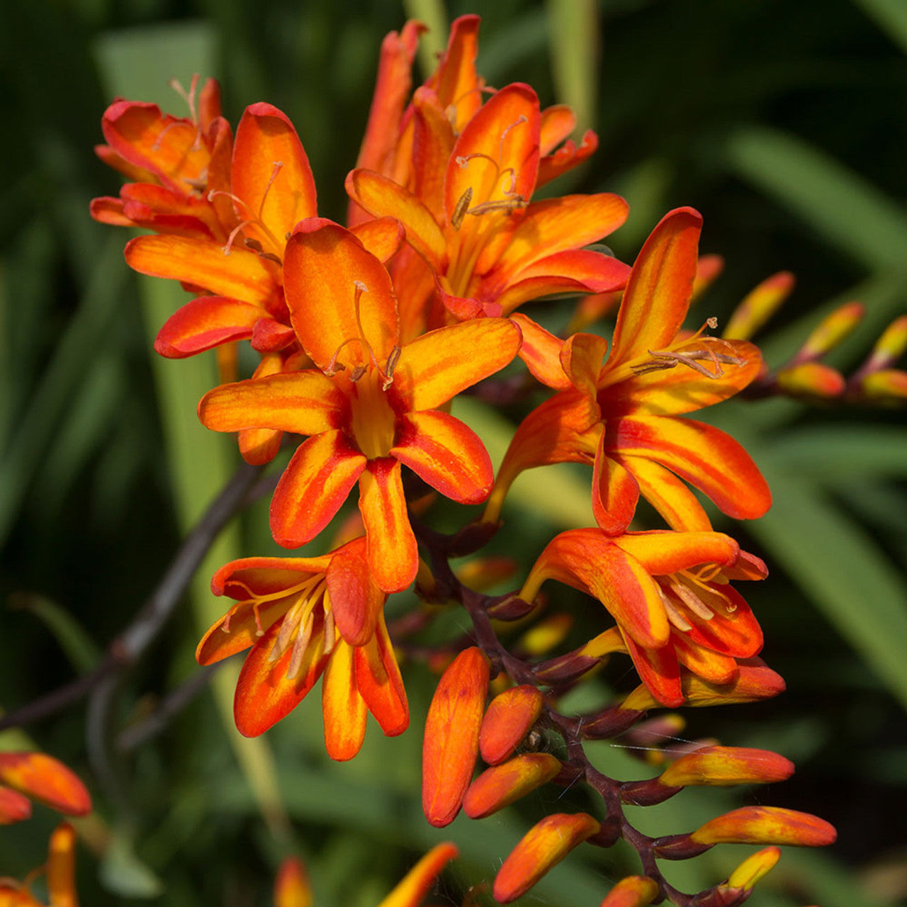 Crocosmia Firestarter Falling Stars