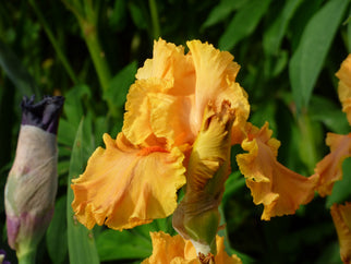 Cordoba Tall Bearded Iris