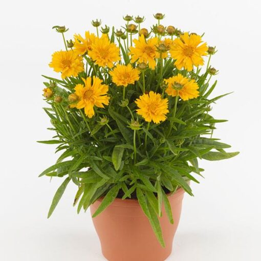 Coreopsis Double The Sun Imported heirloom non-gmo garden seeds