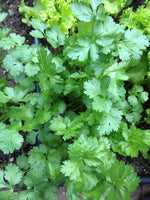 Coriander seeds, dual-purpose herb and spice, Coriandrum sativum seeds