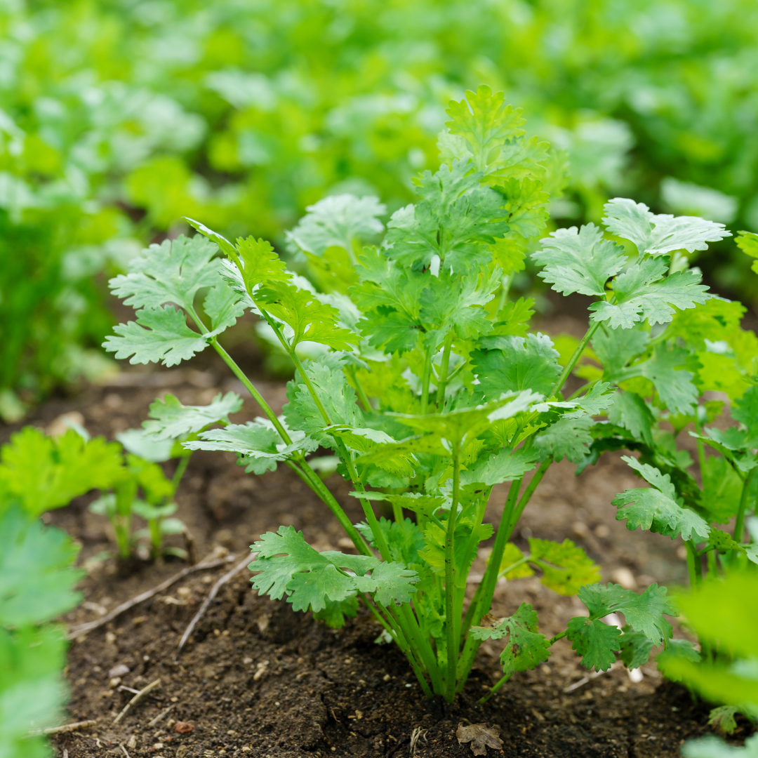 Harvested coriander seeds for spice