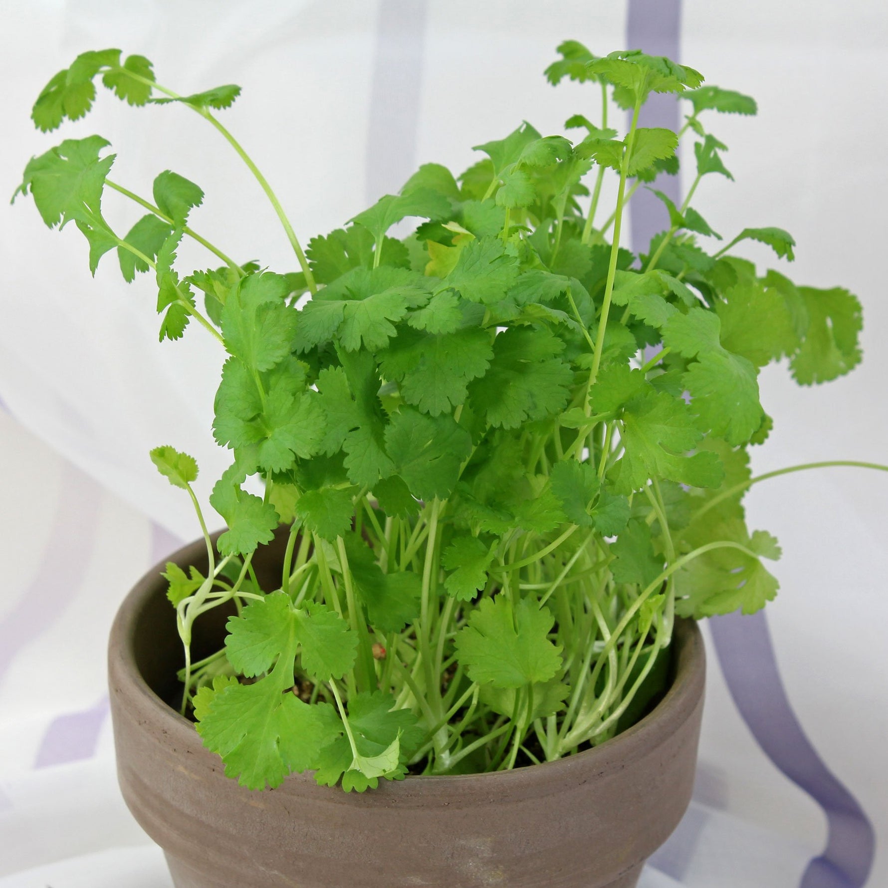 Coriander seeds packet for home garden
