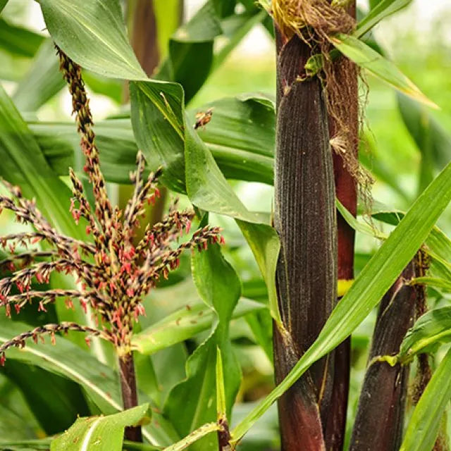 CORN SEEDS, PAINTED MOUNTAIN