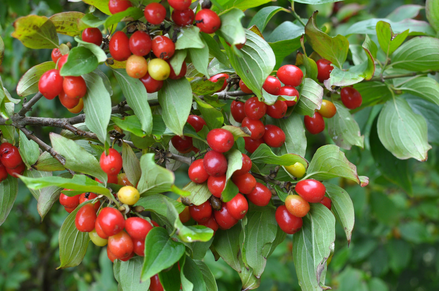 Cornelian Cherry (Cornus mas)