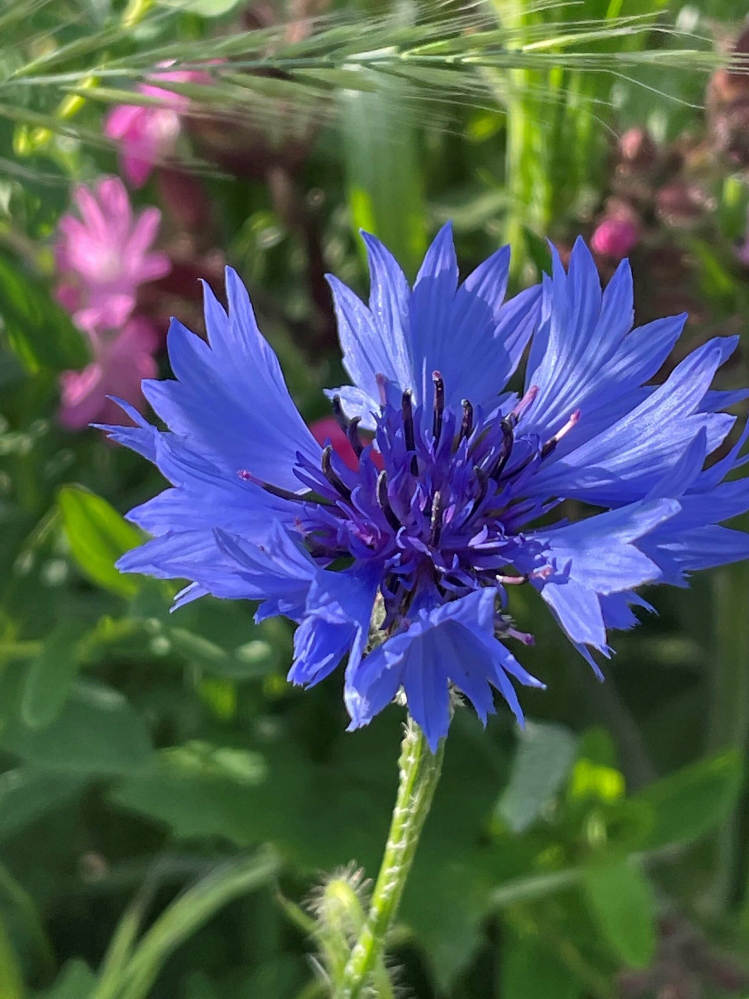 Cornflower/Bachelor Button Seeds