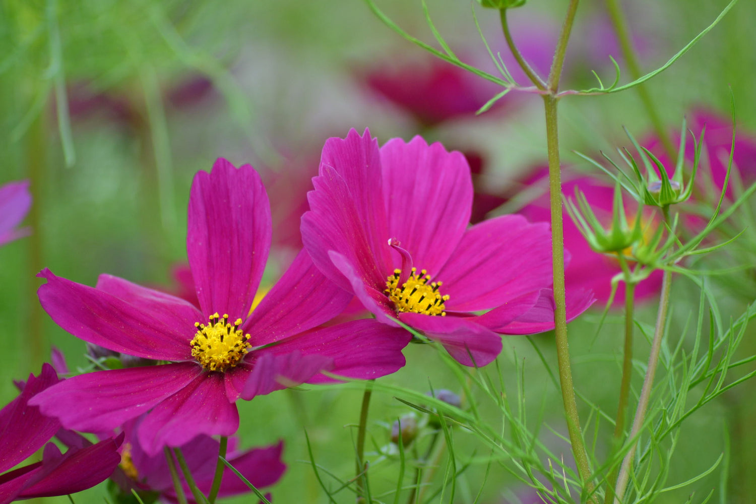 Cosmos Bipinnatus Dazzler Bright Red Bloom Flower Seeds