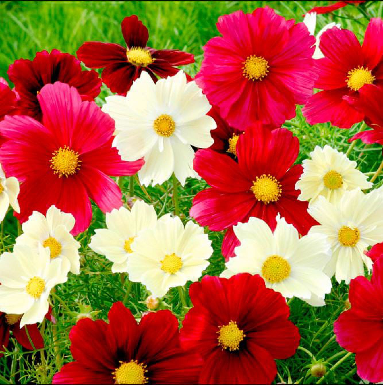 Cosmos Seeds - Rubies Sunshine Mix