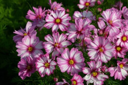 Cosmos Bipinnatus Capriola Super Rare Imported heirloom non-gmo garden seeds