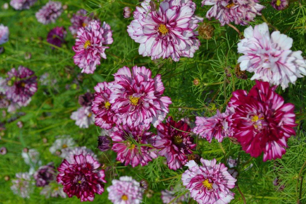 Cosmos Seeds - Double Click - Double Violet