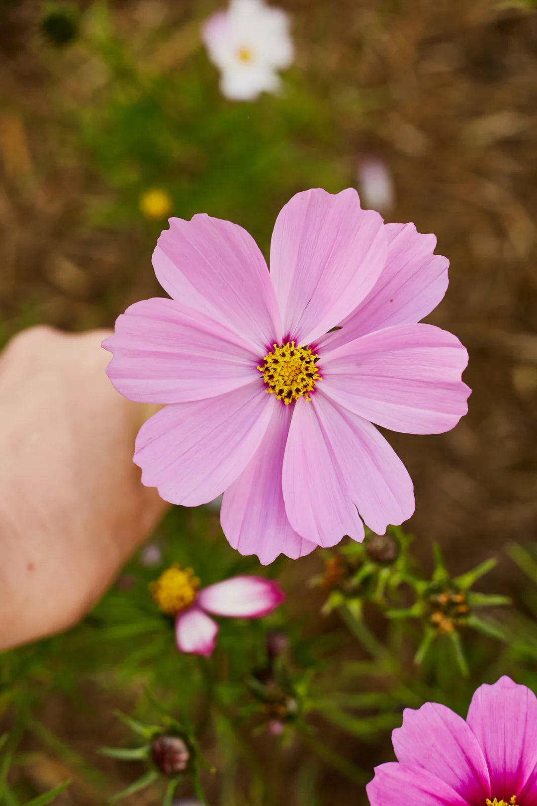 Cosmos Seeds - Pinkie