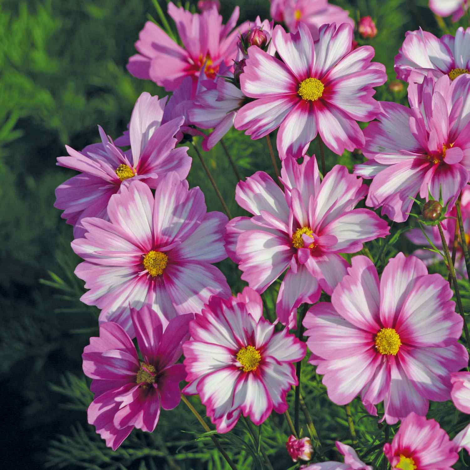 Cosmos Bipinnatus Capriola Striped Petal Flower Seeds