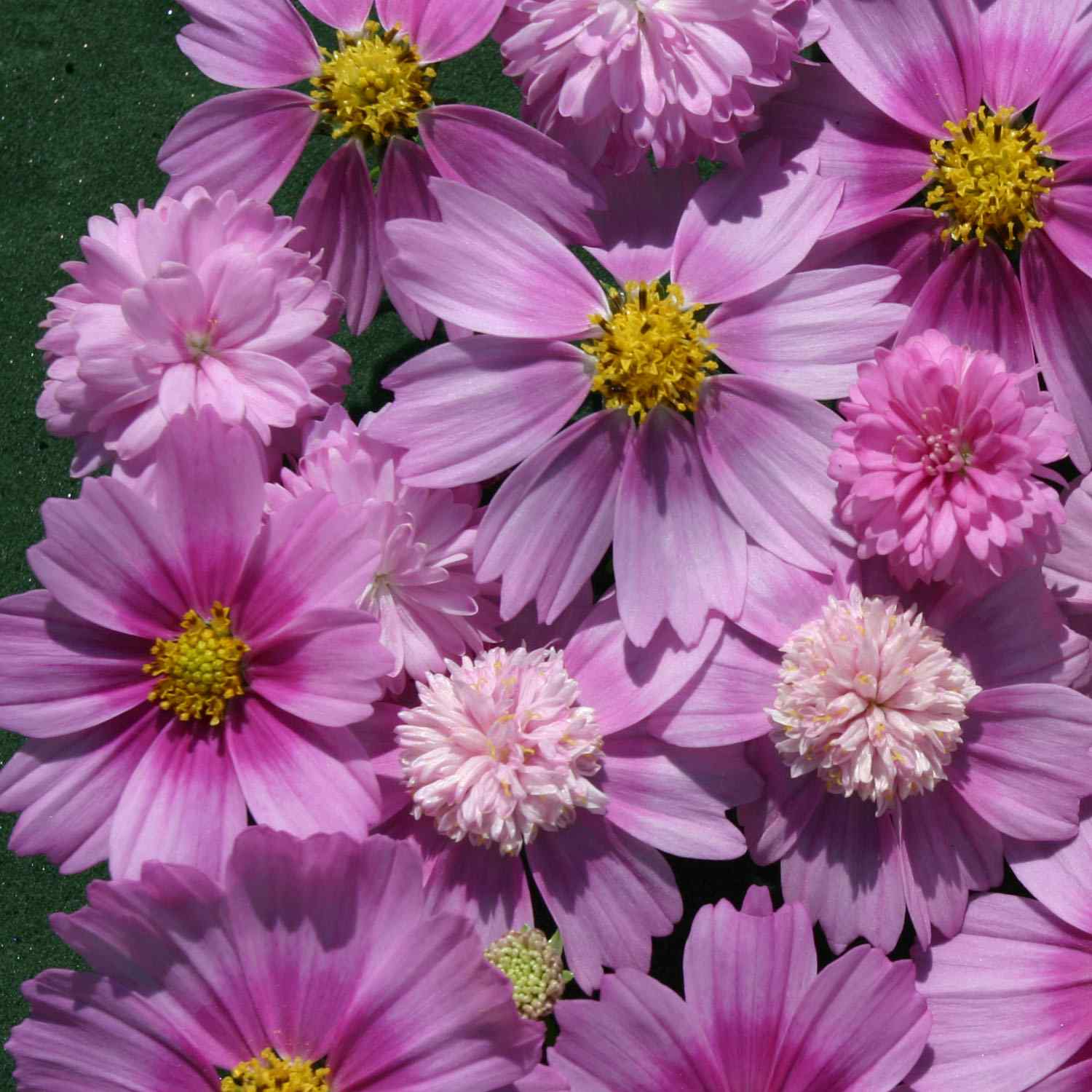 Cosmos Bipinnatus Pink Popsocks Layered Bloom Flower Seeds