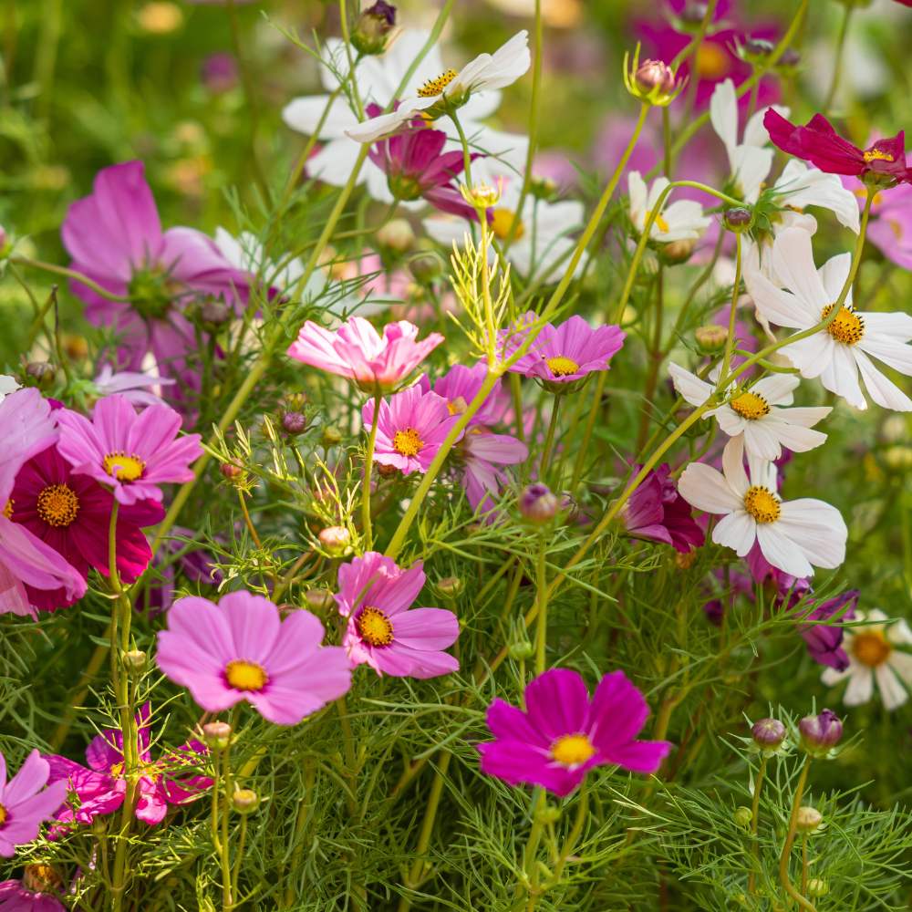 Cosmos Seeds (Organic) - Sensation Mix