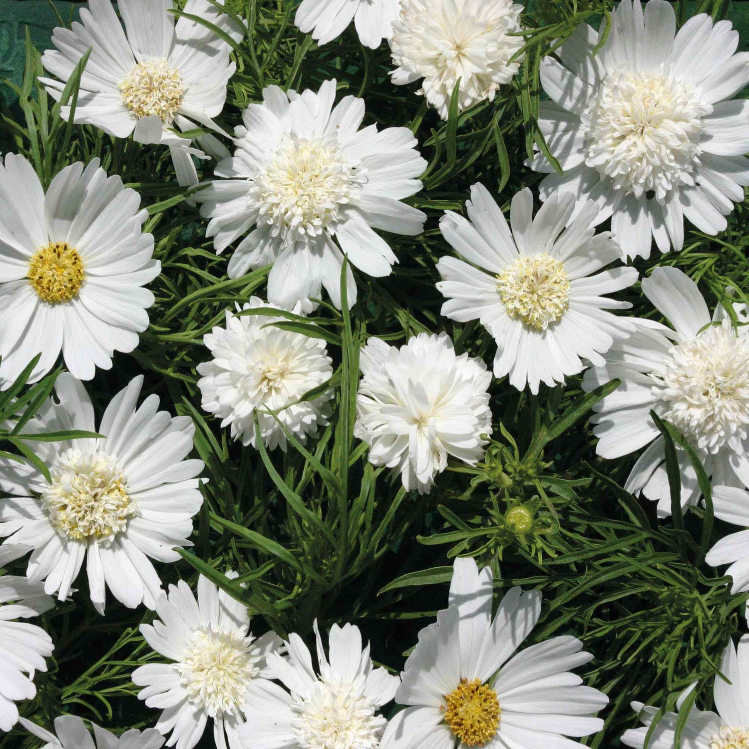 Cosmos Bipinnatus White Popsocks Layered Bloom Flower Seeds