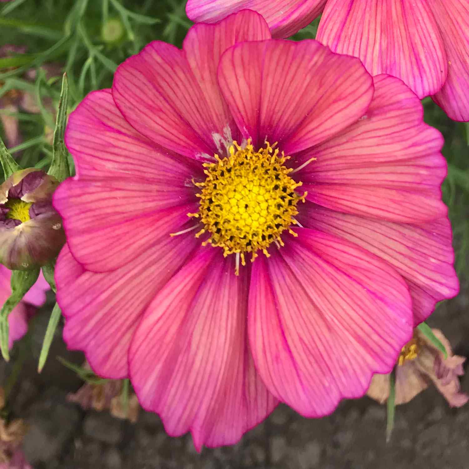 Cosmos Bipinnatus Xsenia Orange-Pink Bloom Flower Seeds