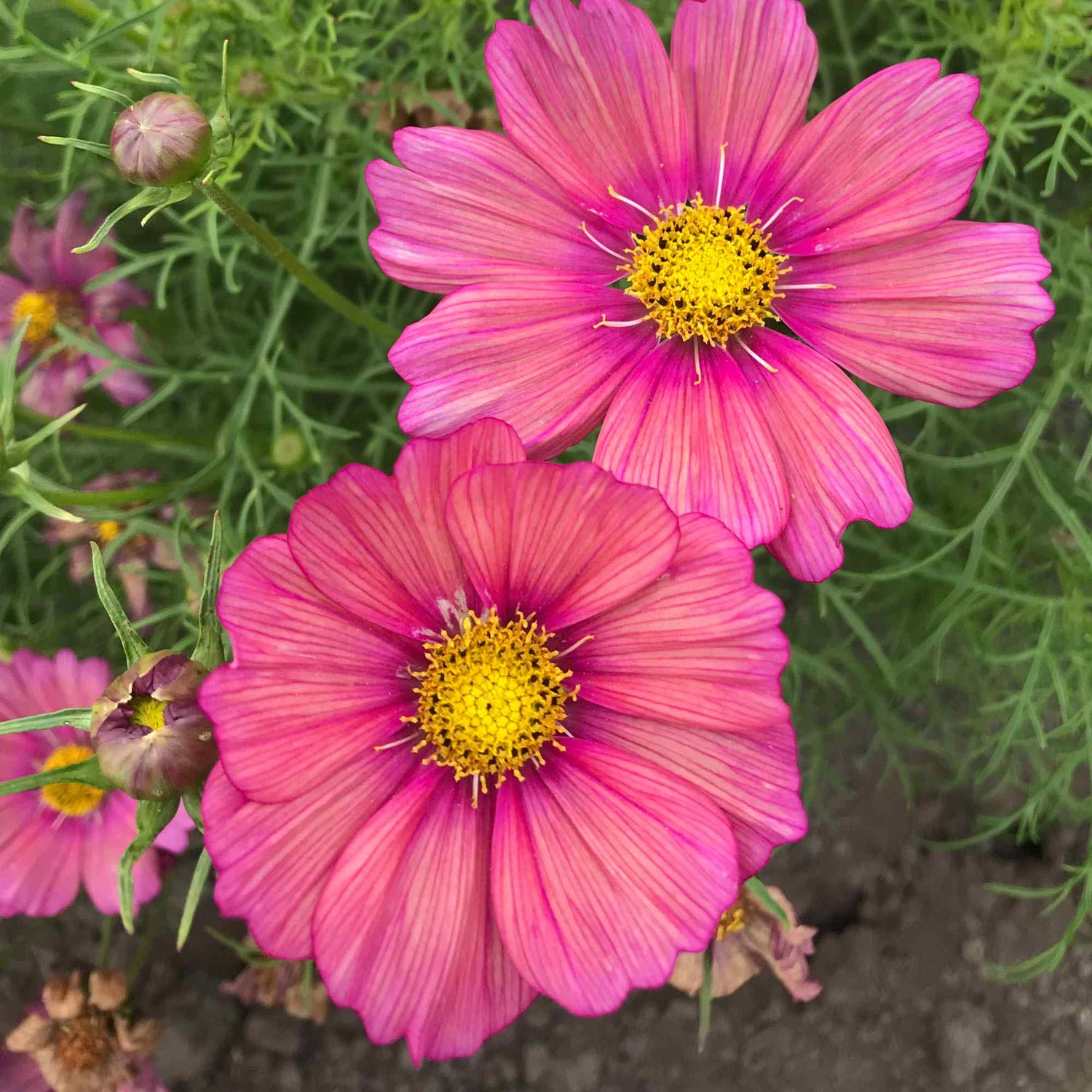 Cosmos Bipinnatus Xsenia Orange-Pink Bloom Flower Seeds