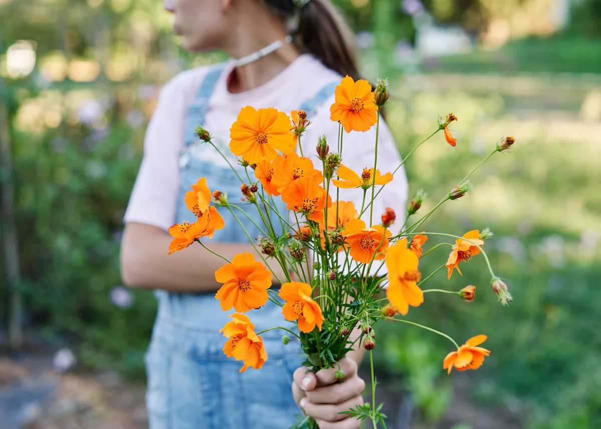 Sulphur Cosmos Seeds - Crest Orange