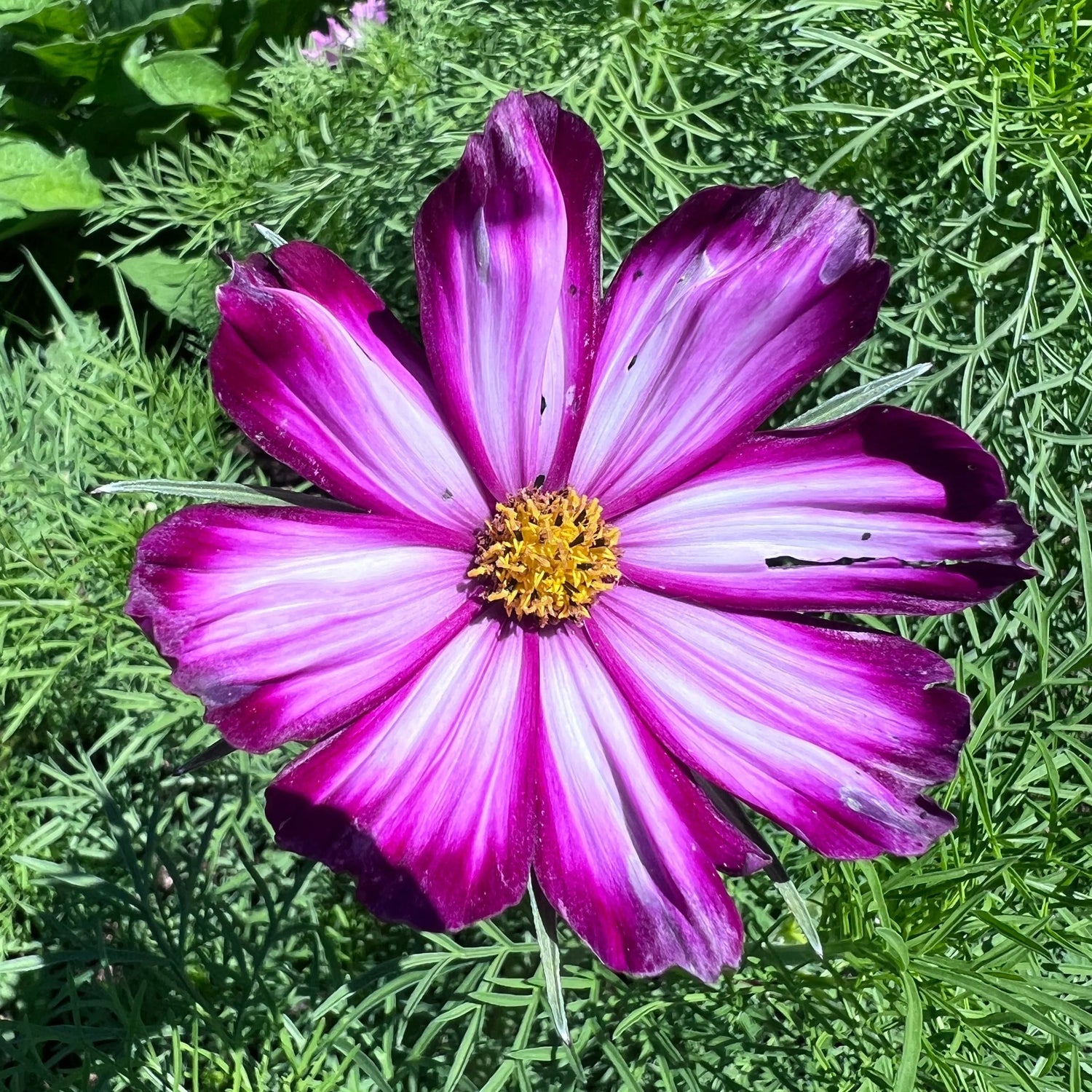 Cosmos Seeds - Picotee