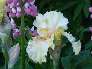 Cotillion Gown Tall Bearded Iris