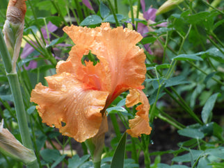 Coup de Soleil Tall Bearded Iris