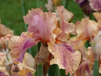 Coyote Ugly Tall Bearded Iris