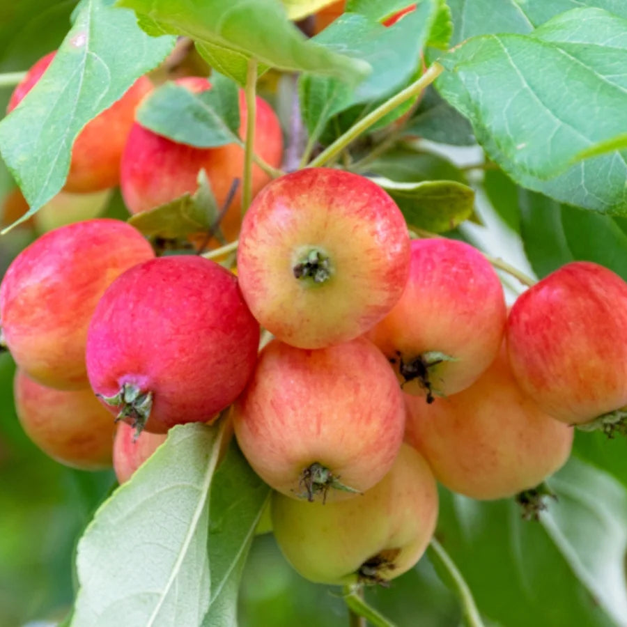 Cluster of small, red Crab Apple fruit hanging on the branch