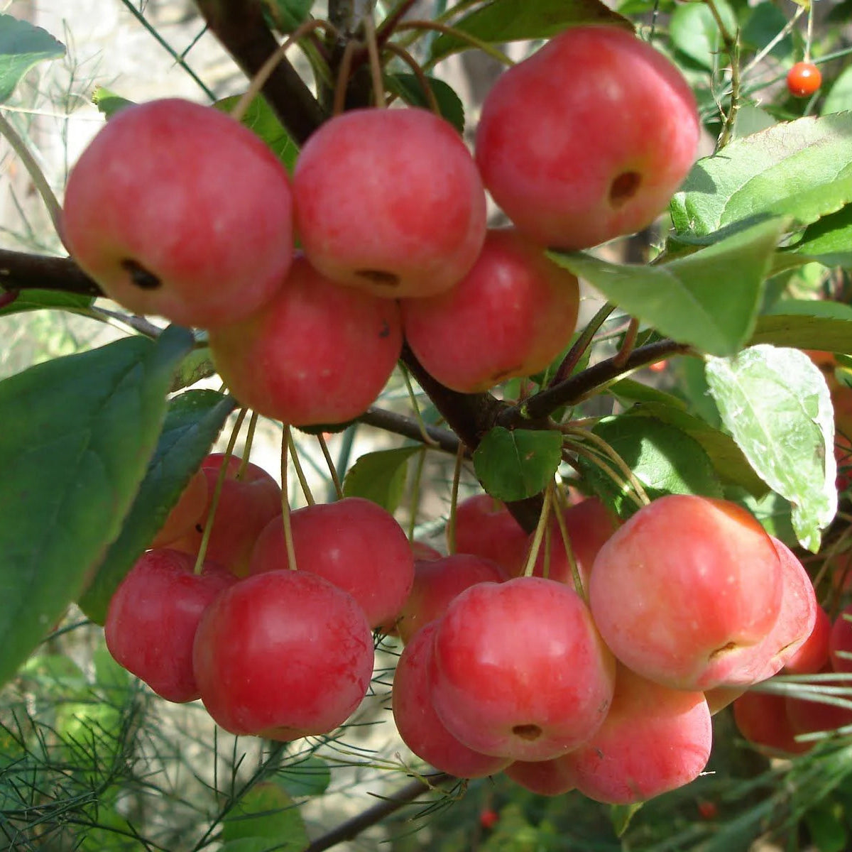 Small Crab Apple seedlings growing after cold stratification