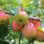 Perennial Crab Apple tree covered in pink and white blossoms for orchard pollinator
