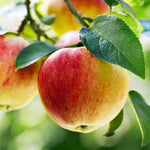 Crabapple Tree Blossoms - White and Pink Flowers - Apple Tree Seeds Zone 3-8