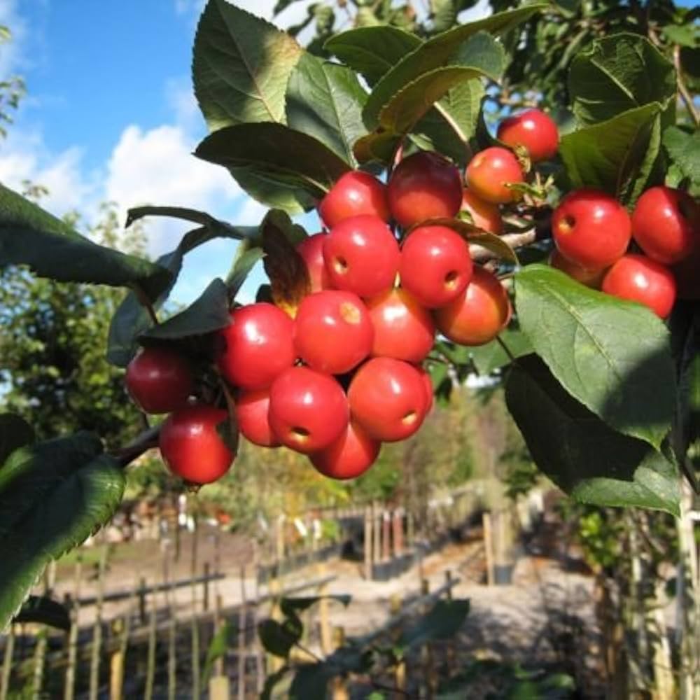 Small Red Crabapple Fruit on Tree - Malus pumila Fruit for Jelly and Cider