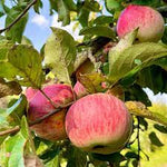 Premium Malus pumila Crabapple Seeds for Planting - Heirloom Non-GMO Apple Tree Seeds