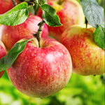 Close-up of Crabapple Seeds - High Germination Orchard Tree Seeds