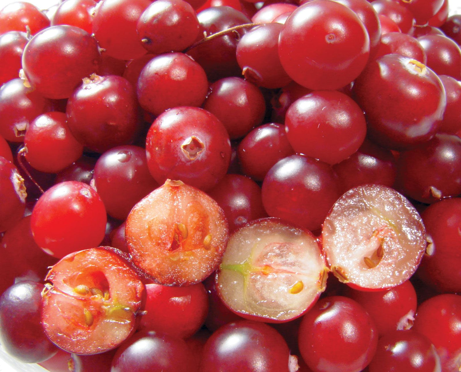 Cranberry (Vaccinium macrocarpon)