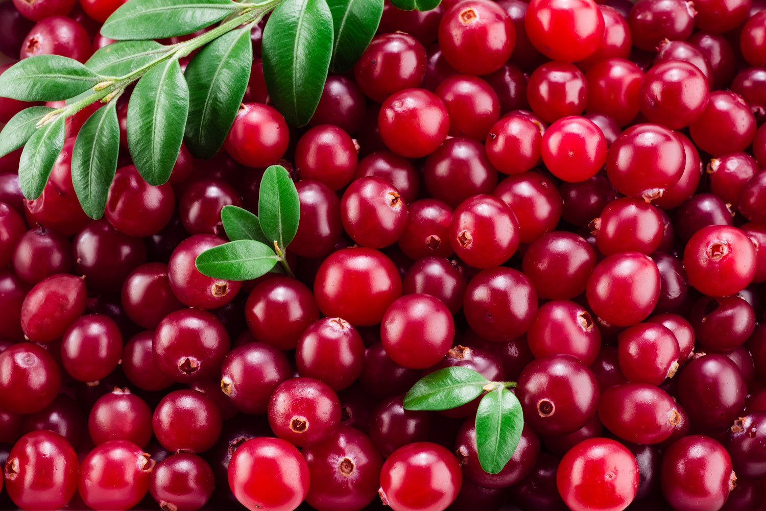 Falkland Island Cranberry (Empetrum rubrum)