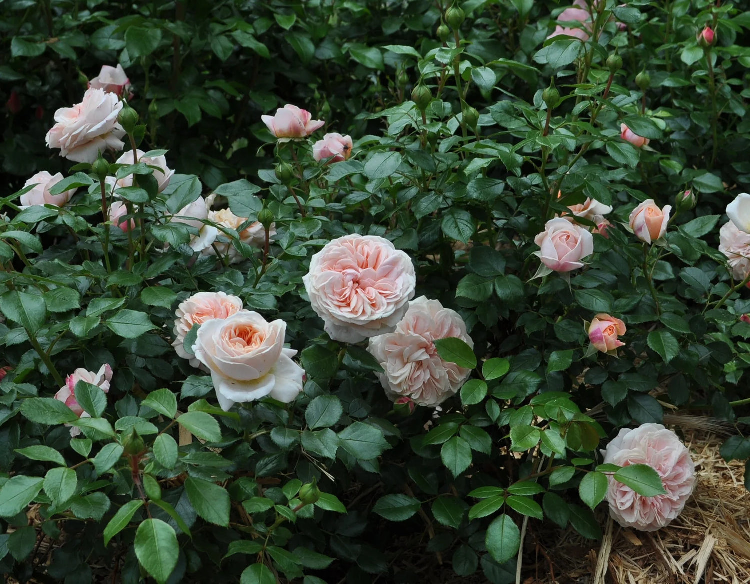 Rose Rosa Hybrida Mixed Color Climbing Flower Seeds for Planting