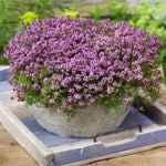 Creeping Thyme flower seeds, blue-blooming perennial attracts bees and butterflies