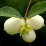 Dense mat of Creeping Snowberry seeds foliage acting as groundcover in a shaded garden