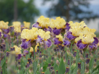 Creola Tall Bearded Iris