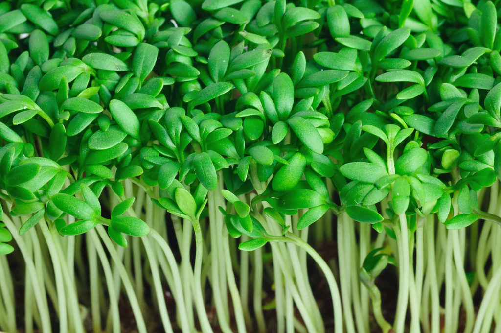 Sprouting Curled Cress Seeds Heirloom Non-GMO High Germination Organic Garden Seeds