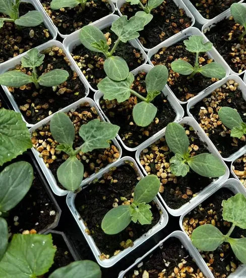 Crimson Hybrid Seedless Watermelon For Sowing (Semillas De Sandia) heirloom non-gmo organic garden seeds