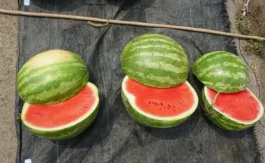 Crimson Hybrid Seedless Watermelon For Sowing (Semillas De Sandia) – Heirloom, Non-GMO, High Germination Organic Garden Seeds