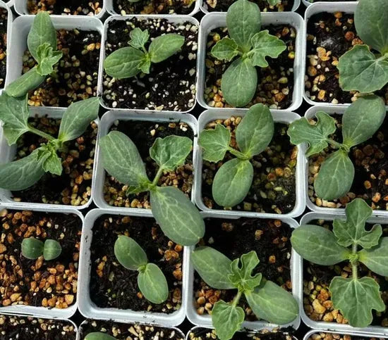 Crimson Sweet Hybrid Watermelon Semillas De Sandiafor Sowing heirloom non-gmo organic garden seeds