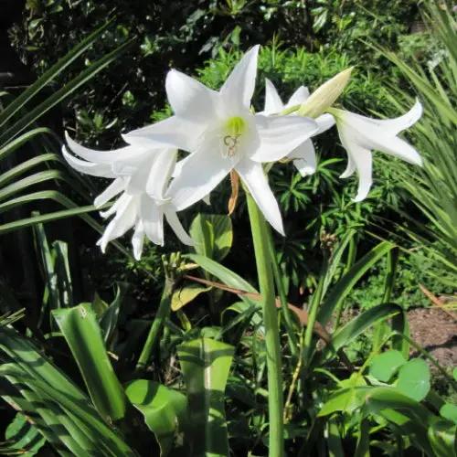 White Cape Lily Seeds for Planting – Tropical Aquatic Blooms, Heirloom & Non-GMO Seeds Dhara Seeds