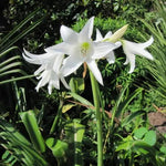 White Cape Lily Seeds for Planting – Tropical Aquatic Blooms, Heirloom & Non-GMO Seeds Dhara Seeds