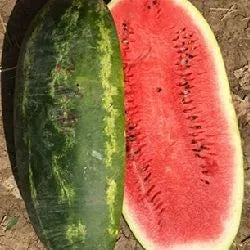 Crispy Semillas De Sandia With Delicate Crunchy Texture For Snacking heirloom non-gmo organic garden seeds