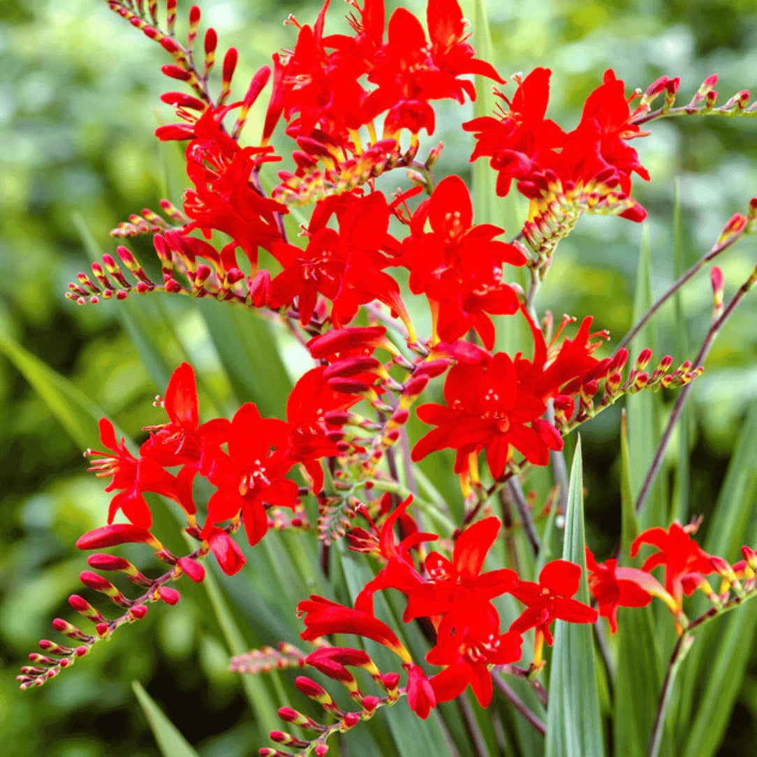 Crocosmia Lucifer Falling Stars Bulbs