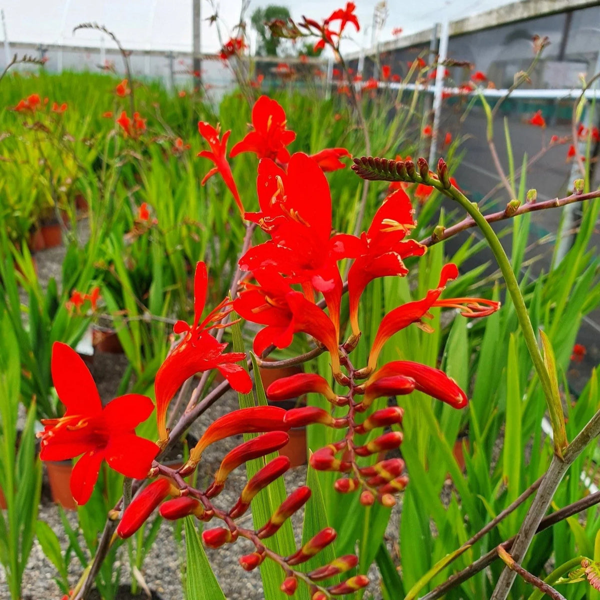 Crocosmia Montbretia Lucifer Corms – Fiery Red Blooms Dug from Home Garden